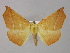  (Tetracis chilenaria - BC ZSM Lep 30368)  @15 [ ] CreativeCommons - Attribution Non-Commercial Share-Alike (2010) Unspecified SNSB, Zoologische Staatssammlung Muenchen