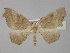  ( - BC ZSM Lep 30369)  @13 [ ] CreativeCommons - Attribution Non-Commercial Share-Alike (2010) Unspecified SNSB, Zoologische Staatssammlung Muenchen
