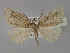  ( - BC ZSM Lep 30378)  @13 [ ] CreativeCommons - Attribution Non-Commercial Share-Alike (2010) Unspecified SNSB, Zoologische Staatssammlung Muenchen