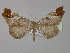  (Macrosoma AH01Cl - BC ZSM Lep 30379)  @14 [ ] CreativeCommons - Attribution Non-Commercial Share-Alike (2010) Unspecified SNSB, Zoologische Staatssammlung Muenchen