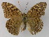  ( - BC ZSM Lep 30384)  @13 [ ] CreativeCommons - Attribution Non-Commercial Share-Alike (2010) Unspecified SNSB, Zoologische Staatssammlung Muenchen
