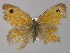  ( - BC ZSM Lep 30393)  @12 [ ] CreativeCommons - Attribution Non-Commercial Share-Alike (2010) Unspecified SNSB, Zoologische Staatssammlung Muenchen