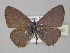  ( - BC ZSM Lep 30400)  @14 [ ] CreativeCommons - Attribution Non-Commercial Share-Alike (2010) Unspecified SNSB, Zoologische Staatssammlung Muenchen