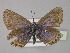  ( - BC ZSM Lep 30409)  @14 [ ] CreativeCommons - Attribution Non-Commercial Share-Alike (2010) Unspecified SNSB, Zoologische Staatssammlung Muenchen