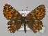  ( - BC ZSM Lep 30416)  @14 [ ] CreativeCommons - Attribution Non-Commercial Share-Alike (2010) Unspecified SNSB, Zoologische Staatssammlung Muenchen