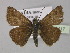  ( - BC ZSM Lep 30417)  @13 [ ] CreativeCommons - Attribution Non-Commercial Share-Alike (2010) Unspecified SNSB, Zoologische Staatssammlung Muenchen