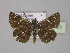  ( - BC ZSM Lep 30423)  @14 [ ] CreativeCommons - Attribution Non-Commercial Share-Alike (2010) Unspecified SNSB, Zoologische Staatssammlung Muenchen