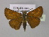  ( - BC ZSM Lep 30428)  @14 [ ] CreativeCommons - Attribution Non-Commercial Share-Alike (2010) Unspecified SNSB, Zoologische Staatssammlung Muenchen