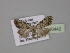  ( - BC ZSM Lep 30442)  @12 [ ] CreativeCommons - Attribution Non-Commercial Share-Alike (2010) Unspecified SNSB, Zoologische Staatssammlung Muenchen
