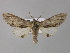  ( - BC ZSM Lep 30769)  @15 [ ] CreativeCommons - Attribution Non-Commercial Share-Alike (2010) Unspecified SNSB, Zoologische Staatssammlung Muenchen