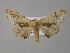  ( - BC ZSM Lep 30779)  @13 [ ] CreativeCommons - Attribution Non-Commercial Share-Alike (2010) Unspecified SNSB, Zoologische Staatssammlung Muenchen