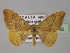  ( - BC ZSM Lep 30792)  @14 [ ] CreativeCommons - Attribution Non-Commercial Share-Alike (2010) Unspecified SNSB, Zoologische Staatssammlung Muenchen