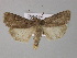  ( - BC ZSM Lep 30821)  @14 [ ] CreativeCommons - Attribution Non-Commercial Share-Alike (2010) Unspecified SNSB, Zoologische Staatssammlung Muenchen
