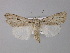  (Ochropleura candelisequa - BC ZSM Lep 30836)  @14 [ ] CreativeCommons - Attribution Non-Commercial Share-Alike (2010) Unspecified SNSB, Zoologische Staatssammlung Muenchen