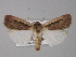  ( - BC ZSM Lep 30839)  @14 [ ] CreativeCommons - Attribution Non-Commercial Share-Alike (2010) Unspecified SNSB, Zoologische Staatssammlung Muenchen