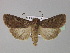  ( - BC ZSM Lep 30862)  @13 [ ] CreativeCommons - Attribution Non-Commercial Share-Alike (2010) Unspecified SNSB, Zoologische Staatssammlung Muenchen
