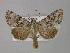  (Hada nana - BC ZSM Lep 30869)  @11 [ ] CreativeCommons - Attribution Non-Commercial Share-Alike (2010) Unspecified SNSB, Zoologische Staatssammlung Muenchen