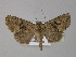  (Hada calberlai - BC ZSM Lep 30870)  @15 [ ] CreativeCommons - Attribution Non-Commercial Share-Alike (2010) Unspecified SNSB, Zoologische Staatssammlung Muenchen