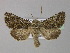  ( - BC ZSM Lep 30885)  @14 [ ] CreativeCommons - Attribution Non-Commercial Share-Alike (2010) Unspecified SNSB, Zoologische Staatssammlung Muenchen