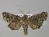  ( - BC ZSM Lep 30886)  @14 [ ] CreativeCommons - Attribution Non-Commercial Share-Alike (2010) Unspecified SNSB, Zoologische Staatssammlung Muenchen