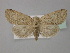  ( - BC ZSM Lep 30891)  @13 [ ] CreativeCommons - Attribution Non-Commercial Share-Alike (2010) Unspecified SNSB, Zoologische Staatssammlung Muenchen