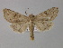  ( - BC ZSM Lep 30895)  @13 [ ] CreativeCommons - Attribution Non-Commercial Share-Alike (2010) Unspecified SNSB, Zoologische Staatssammlung Muenchen