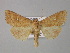  ( - BC ZSM Lep 30898)  @14 [ ] CreativeCommons - Attribution Non-Commercial Share-Alike (2010) Unspecified SNSB, Zoologische Staatssammlung Muenchen