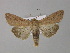  ( - BC ZSM Lep 30902)  @14 [ ] CreativeCommons - Attribution Non-Commercial Share-Alike (2010) Unspecified SNSB, Zoologische Staatssammlung Muenchen