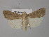  ( - BC ZSM Lep 30910)  @14 [ ] CreativeCommons - Attribution Non-Commercial Share-Alike (2010) Unspecified SNSB, Zoologische Staatssammlung Muenchen