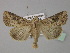  ( - BC ZSM Lep 30913)  @14 [ ] CreativeCommons - Attribution Non-Commercial Share-Alike (2010) Unspecified SNSB, Zoologische Staatssammlung Muenchen