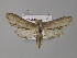  (Cucullia caninae - BC ZSM Lep 30915)  @14 [ ] CreativeCommons - Attribution Non-Commercial Share-Alike (2010) Unspecified SNSB, Zoologische Staatssammlung Muenchen
