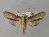  (Cucullia verbasci - BC ZSM Lep 30917)  @14 [ ] CreativeCommons - Attribution Non-Commercial Share-Alike (2010) Unspecified SNSB, Zoologische Staatssammlung Muenchen