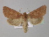  ( - BC ZSM Lep 30924)  @15 [ ] CreativeCommons - Attribution Non-Commercial Share-Alike (2010) Unspecified SNSB, Zoologische Staatssammlung Muenchen