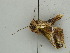  ( - BC ZSM Lep 34644)  @11 [ ] CreativeCommons - Attribution Non-Commercial Share-Alike (2010) Unspecified SNSB, Zoologische Staatssammlung Muenchen