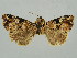  ( - BC ZSM Lep 34654)  @11 [ ] CreativeCommons - Attribution Non-Commercial Share-Alike (2010) Unspecified SNSB, Zoologische Staatssammlung Muenchen