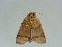  ( - BC ZSM Lep 34725)  @12 [ ] CreativeCommons - Attribution Non-Commercial Share-Alike (2010) Unspecified SNSB, Zoologische Staatssammlung Muenchen