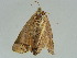  ( - BC ZSM Lep 34726)  @11 [ ] CreativeCommons - Attribution Non-Commercial Share-Alike (2010) Unspecified SNSB, Zoologische Staatssammlung Muenchen