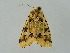  ( - BC ZSM Lep 34743)  @11 [ ] CreativeCommons - Attribution Non-Commercial Share-Alike (2010) Unspecified SNSB, Zoologische Staatssammlung Muenchen