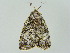  ( - BC ZSM Lep 34752)  @11 [ ] CreativeCommons - Attribution Non-Commercial Share-Alike (2010) Unspecified SNSB, Zoologische Staatssammlung Muenchen