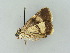  ( - BC ZSM Lep 34753)  @11 [ ] CreativeCommons - Attribution Non-Commercial Share-Alike (2010) Unspecified SNSB, Zoologische Staatssammlung Muenchen