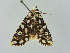  (Gaurenopsis - BC ZSM Lep 34763)  @11 [ ] CreativeCommons - Attribution Non-Commercial Share-Alike (2010) Unspecified SNSB, Zoologische Staatssammlung Muenchen