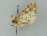  ( - BC ZSM Lep 34765)  @11 [ ] CreativeCommons - Attribution Non-Commercial Share-Alike (2010) Unspecified SNSB, Zoologische Staatssammlung Muenchen