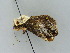  ( - BC ZSM Lep 34768)  @11 [ ] CreativeCommons - Attribution Non-Commercial Share-Alike (2010) Unspecified SNSB, Zoologische Staatssammlung Muenchen