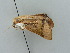  (Carea varipes - BC ZSM Lep 34788)  @12 [ ] CreativeCommons - Attribution Non-Commercial Share-Alike (2010) Unspecified SNSB, Zoologische Staatssammlung Muenchen