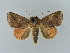  ( - BC ZSM Lep 34792)  @13 [ ] CreativeCommons - Attribution Non-Commercial Share-Alike (2010) Unspecified SNSB, Zoologische Staatssammlung Muenchen
