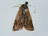  ( - BC ZSM Lep 34793)  @12 [ ] CreativeCommons - Attribution Non-Commercial Share-Alike (2010) Unspecified SNSB, Zoologische Staatssammlung Muenchen