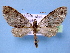  (Tympanota ceramica - BC ZSM Lep 34826)  @14 [ ] Copyright (2010) Unspecified SNSB, Zoologische Staatssammlung Muenchen