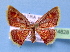  (Chrysocraspeda rubraspersaMS01In - BC ZSM Lep 34828)  @14 [ ] Copyright (2010) Unspecified SNSB, Zoologische Staatssammlung Muenchen