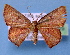  (Chrysocraspeda MS01 - BC ZSM Lep 34829)  @14 [ ] Copyright (2010) Unspecified SNSB, Zoologische Staatssammlung Muenchen