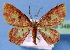  (Chrysocraspeda faganaria - BC ZSM Lep 34842)  @14 [ ] Copyright (2010) Unspecified SNSB, Zoologische Staatssammlung Muenchen